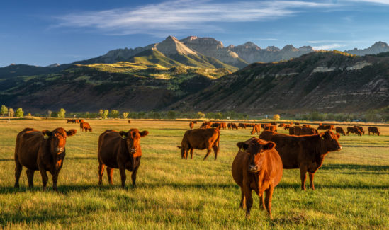 How Open Range Ranching Applies to Non-Ranchers - Countryside