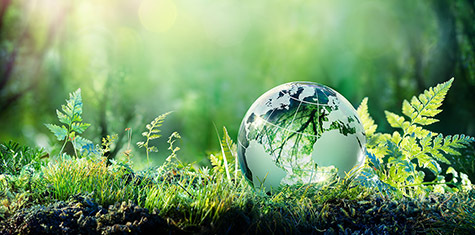 Glass globe in a forest